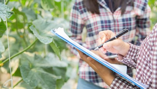 asistente-de-ciencias-de-la-mujer-oficial-de-agricultura-en-la-investigacion-de-la-granja-de-invernadero-melon